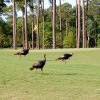 TPC of Myrtle Beach